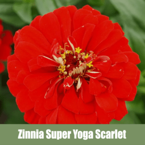 Zinnia Super Yoga Scarlet